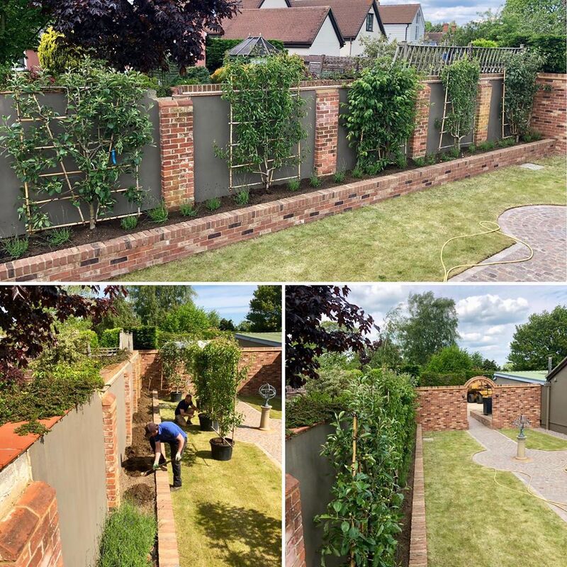 Supply and planting of pleached fruit trees in halstead